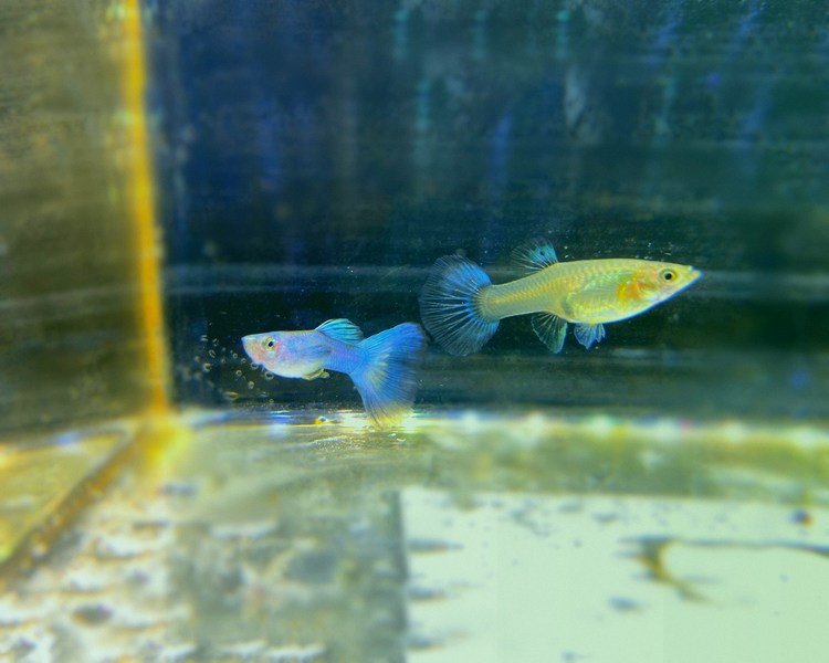 Green Moscow Guppy Pairs  ~ 3cm